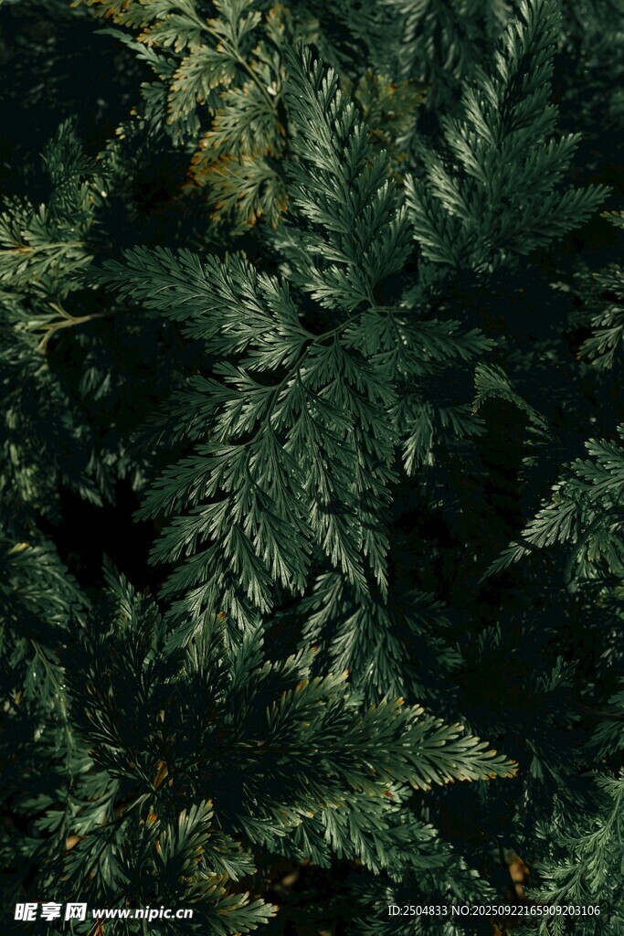 茂密蕨类植物近景