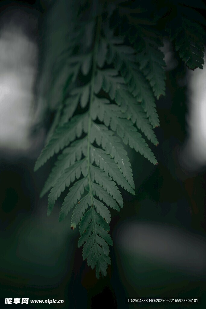 翠绿蕨类叶片特写