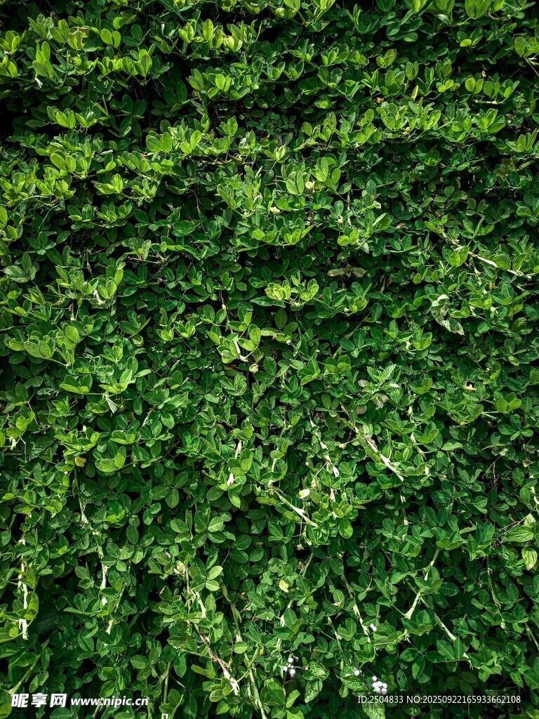 翠绿繁茂的植物墙景观