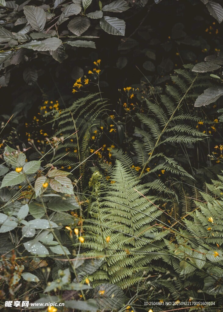 蕨类植物与黄色小花景致