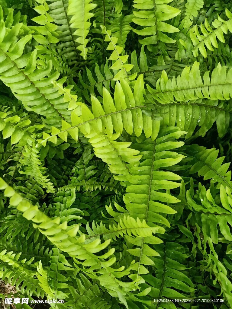 翠绿蕨类植物叶片特写