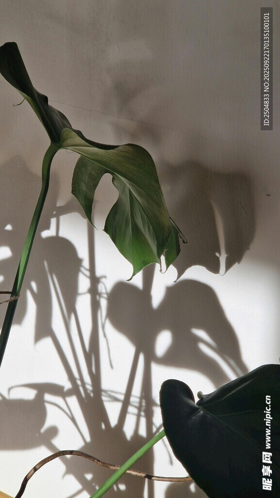 室内绿植光影艺术画面