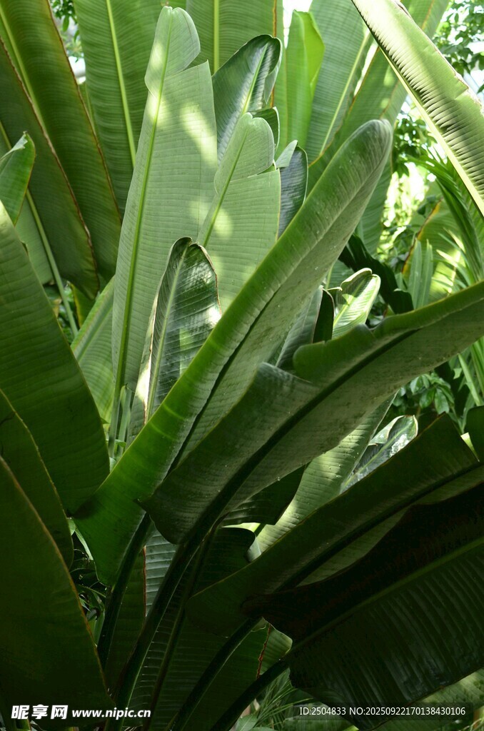 翠绿繁茂的热带植物叶片