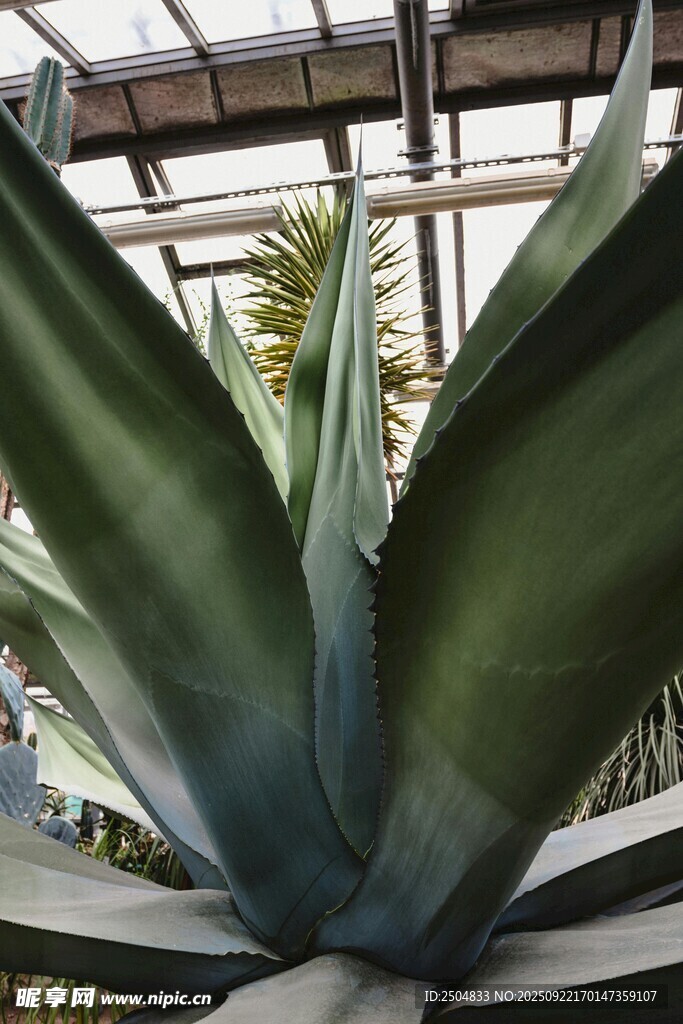 大型龙舌兰植物特写