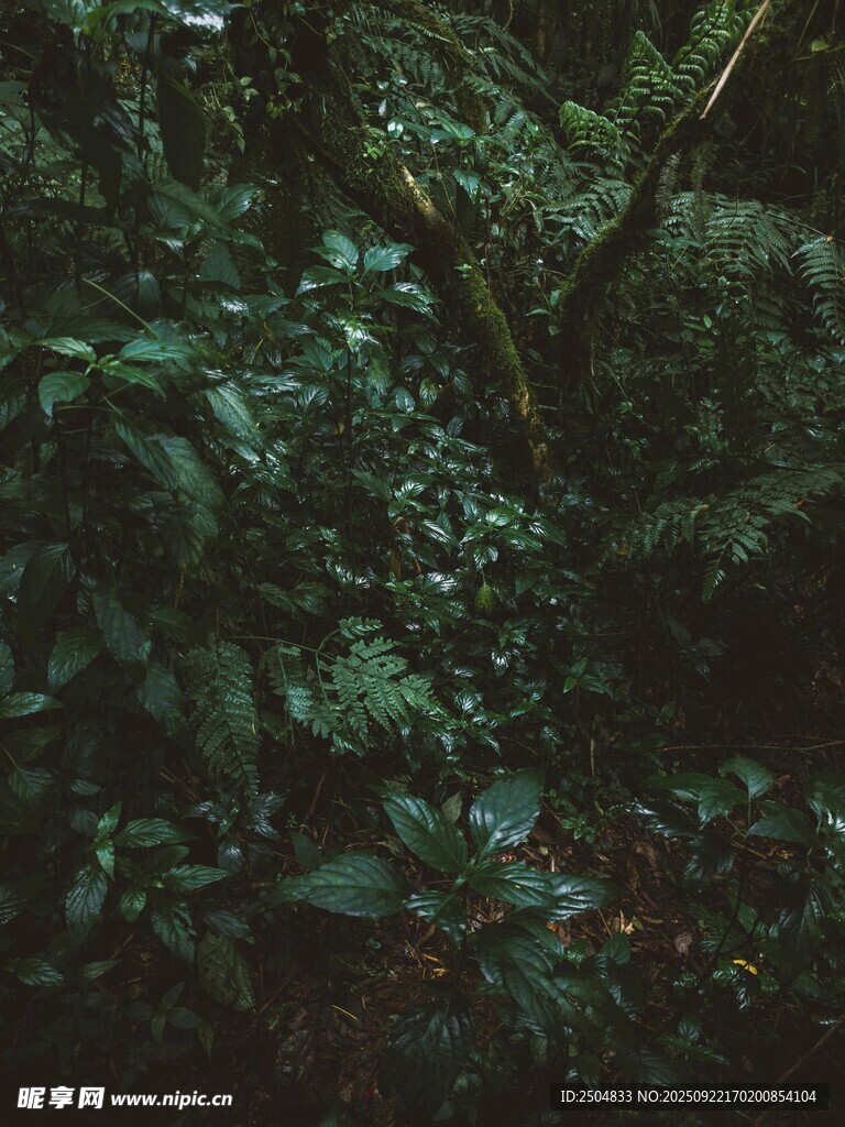 茂密丛林中的繁茂绿植