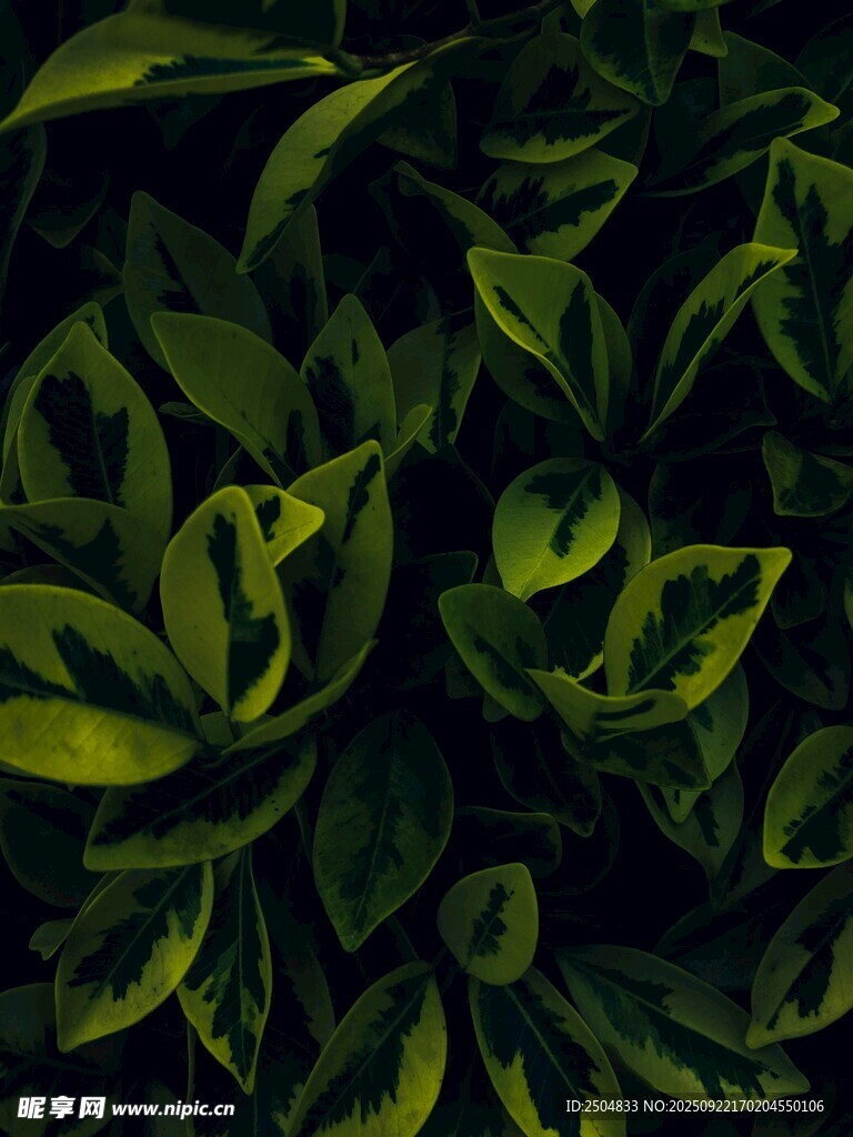 深绿繁茂的叶片图案
