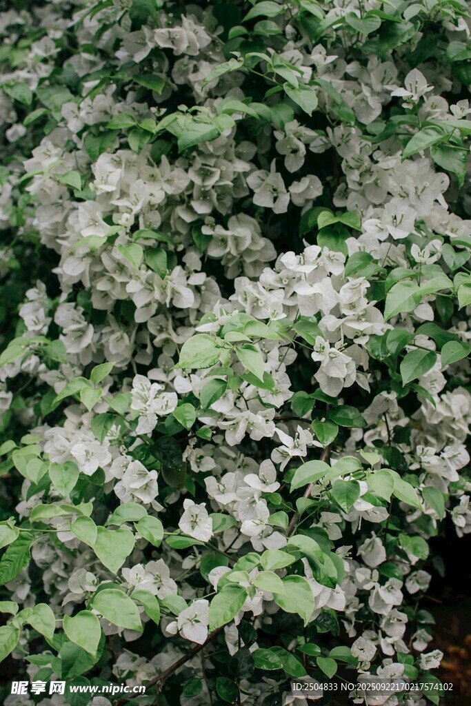 繁茂白花绿植景观