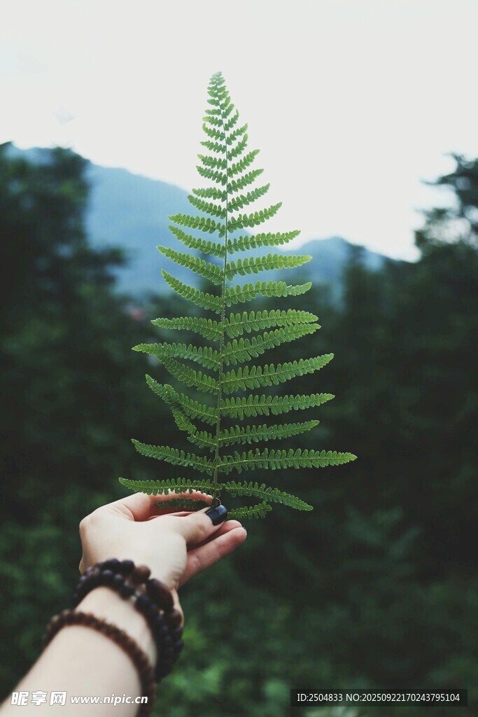 手捧蕨叶于山林间