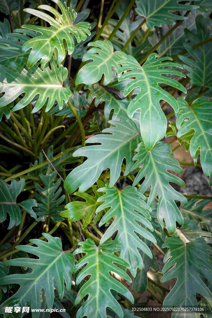羽状叶片的绿色蕨类植物