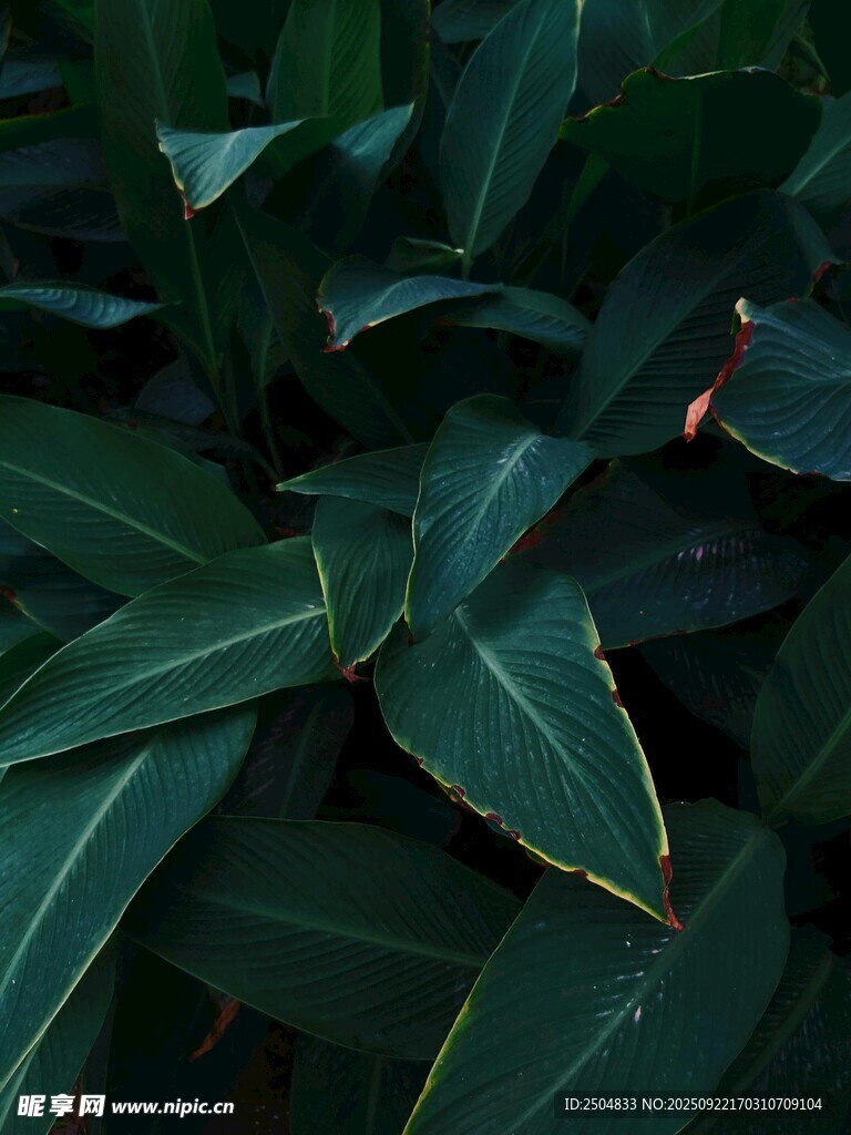 深绿脉络清晰的植物叶片