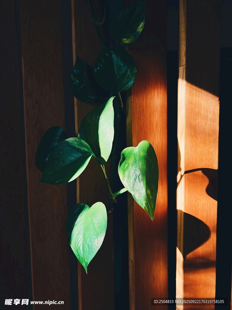 阳光中的绿植叶片特写