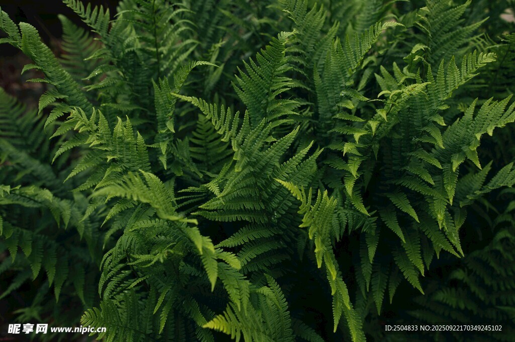 翠绿蕨类植物生机盎然