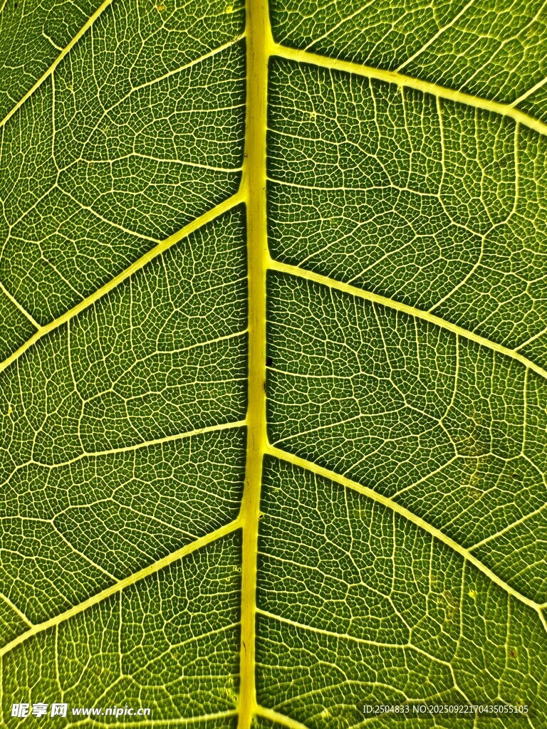 叶脉特写