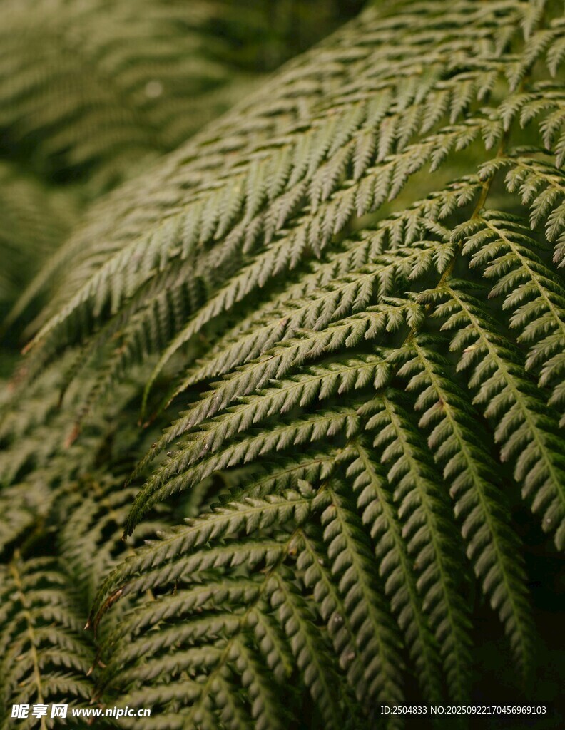 蕨类植物叶片特写