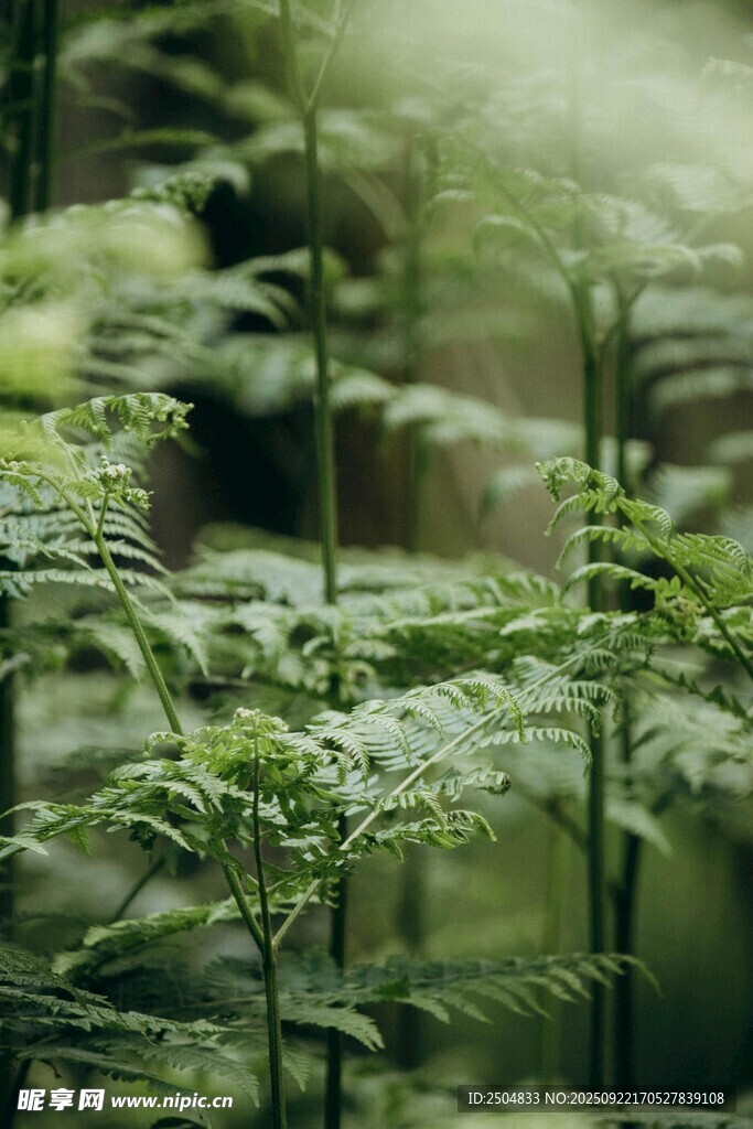 翠绿蕨类植物清新自然景