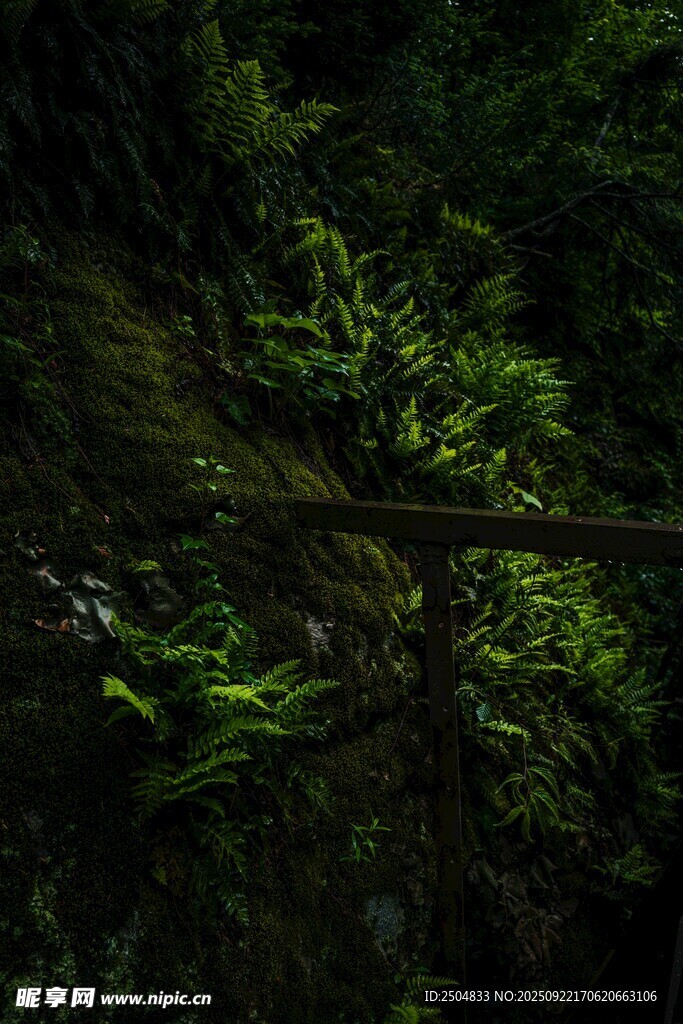 茂密森林中的繁茂绿植