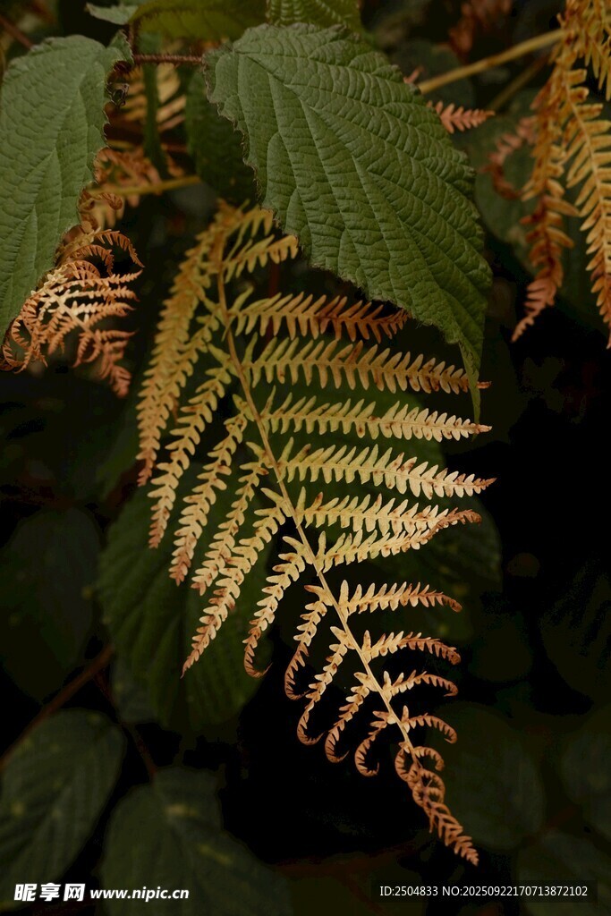 蕨类植物叶片特写