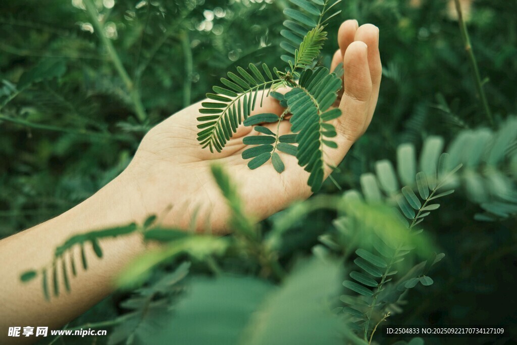 手触翠绿蕨类植物