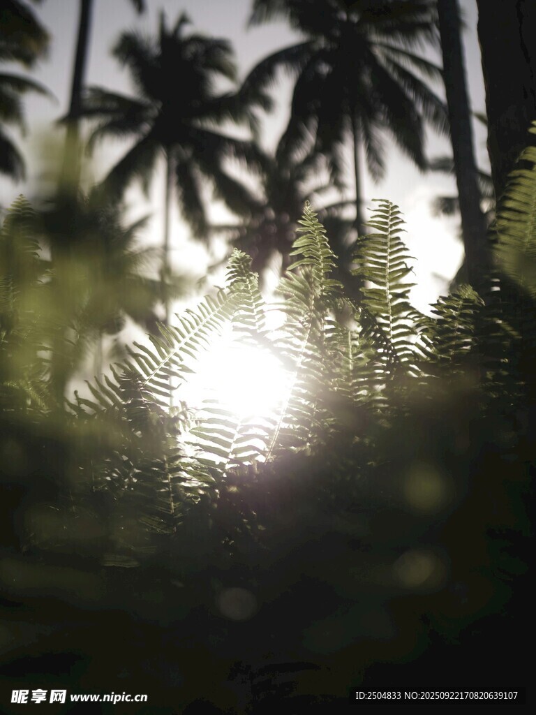 透过绿植看椰树与阳光