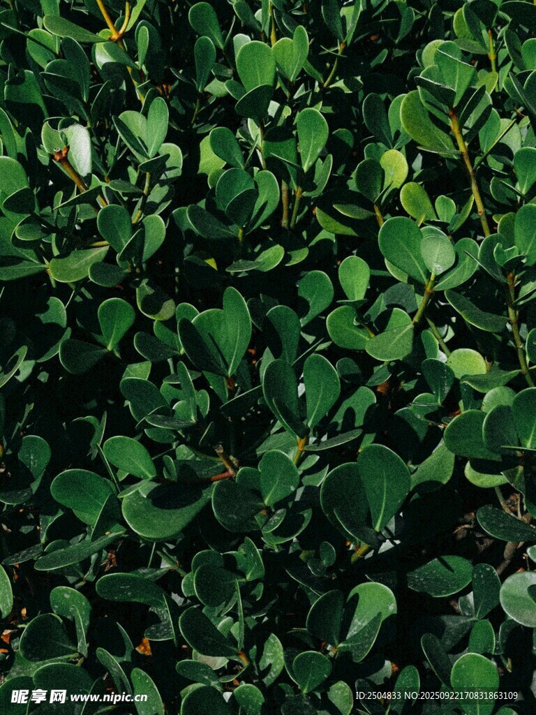 翠绿心形叶片植物特写