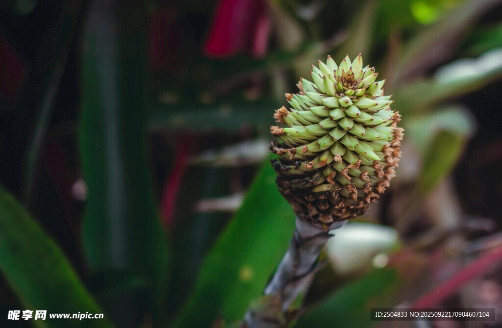 特写 独特的绿色植物花苞