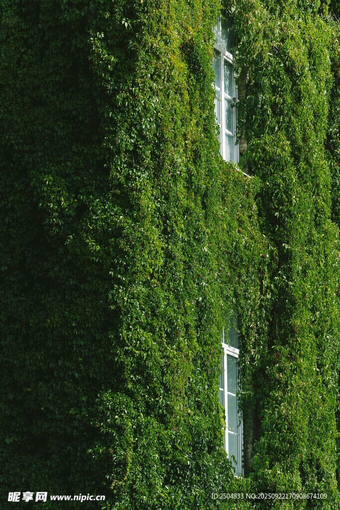 垂直绿植墙 自然清新景观