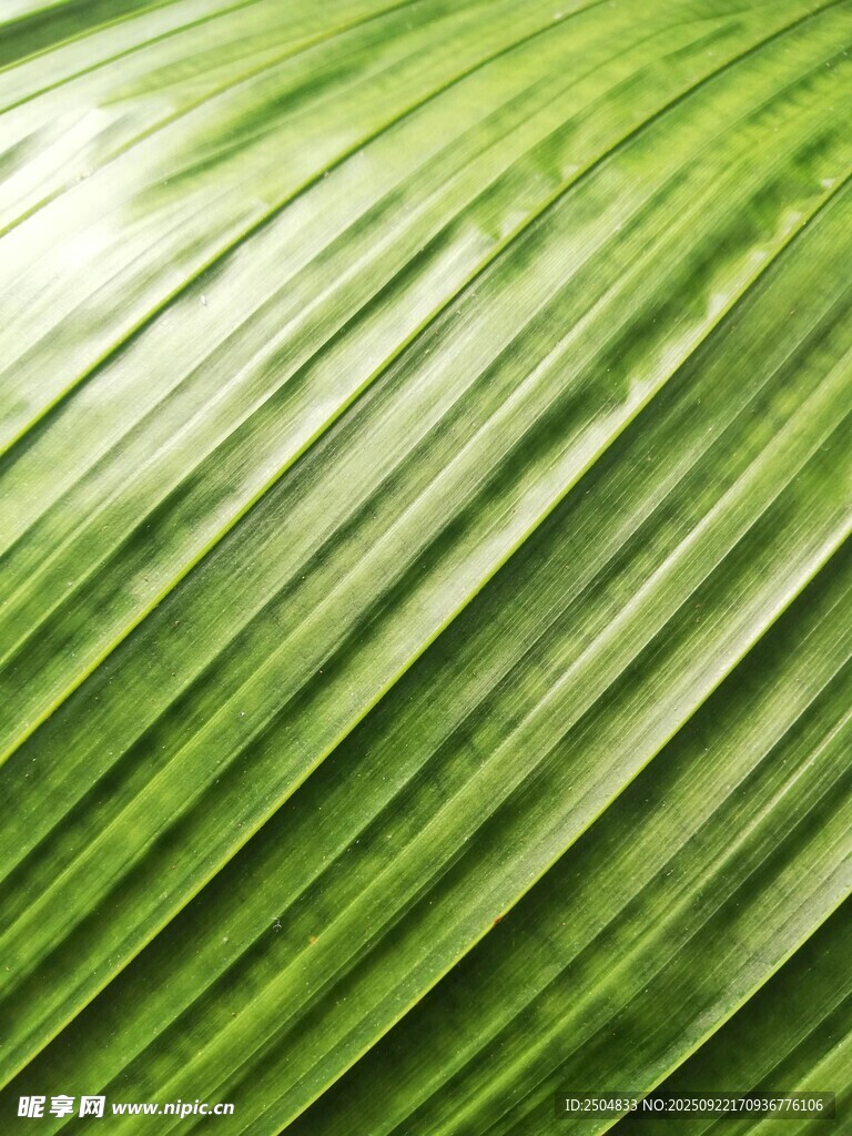 翠绿叶片纹理特写