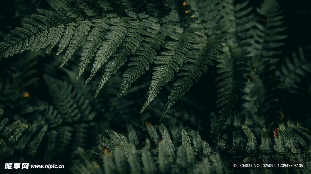 茂密蕨类植物特写