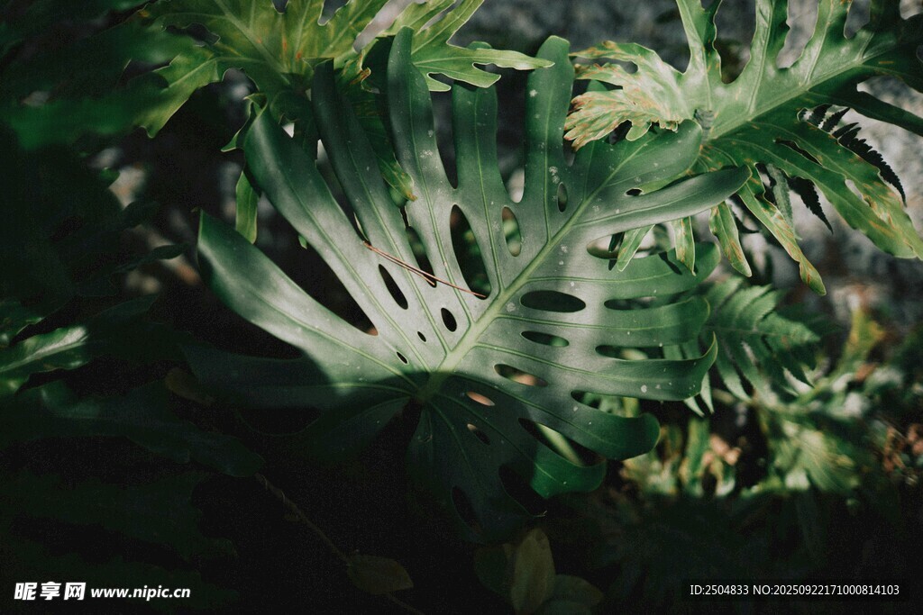 翠绿繁茂的热带植物景观