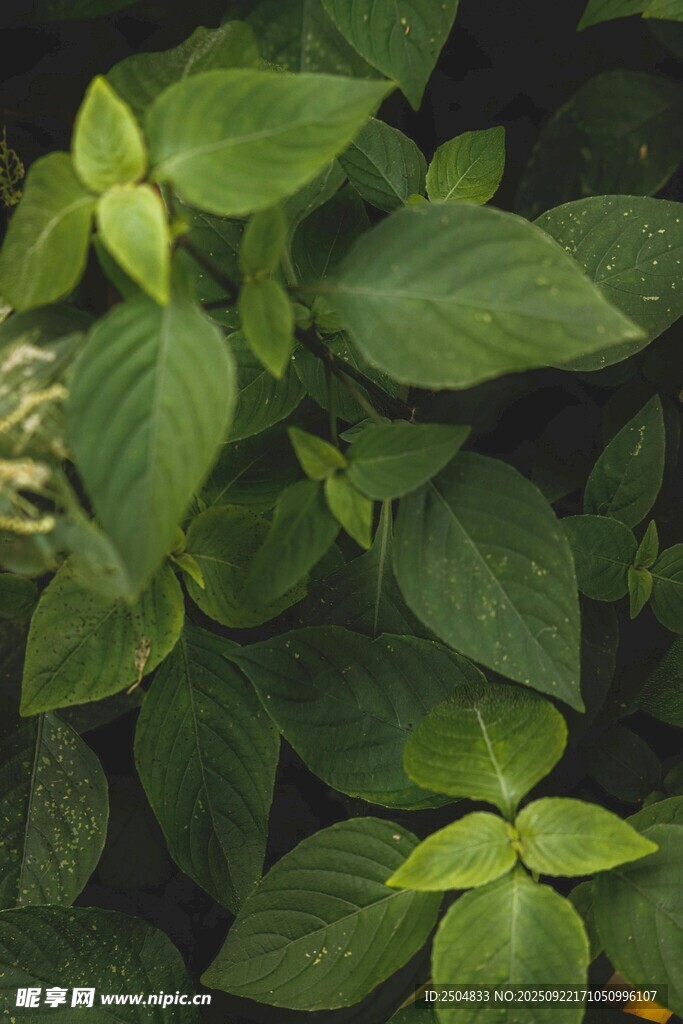 翠绿叶片植物特写