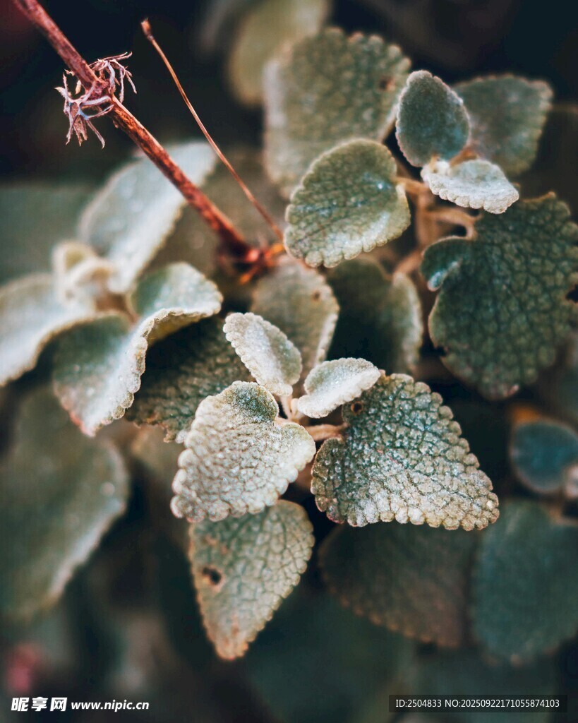 银边绿叶植物特写