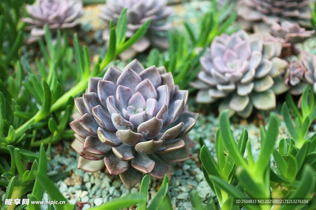 可爱多肉植物生机盎然