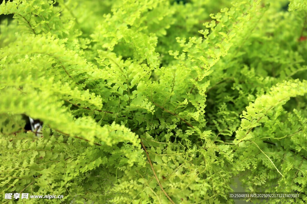 翠绿茂盛的水生苔藓植物