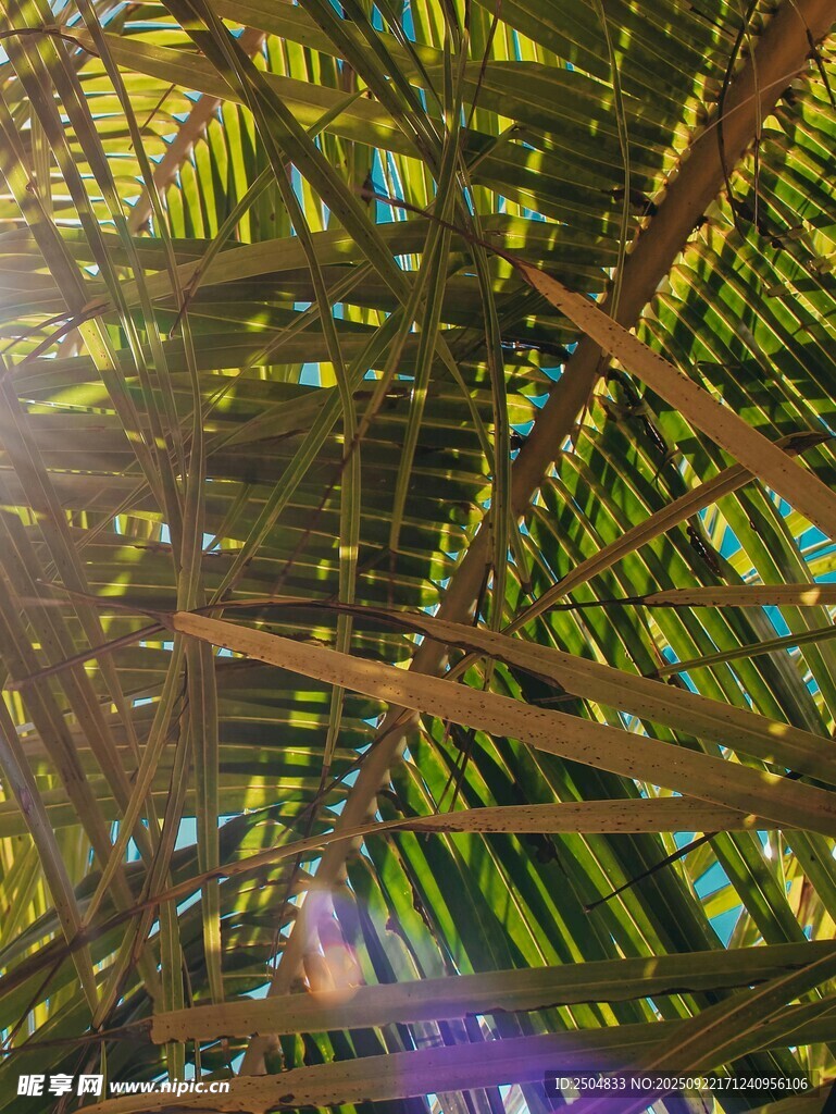 梦幻竹林光影交错景观