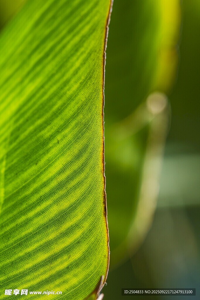 翠绿芭蕉叶的微观景致