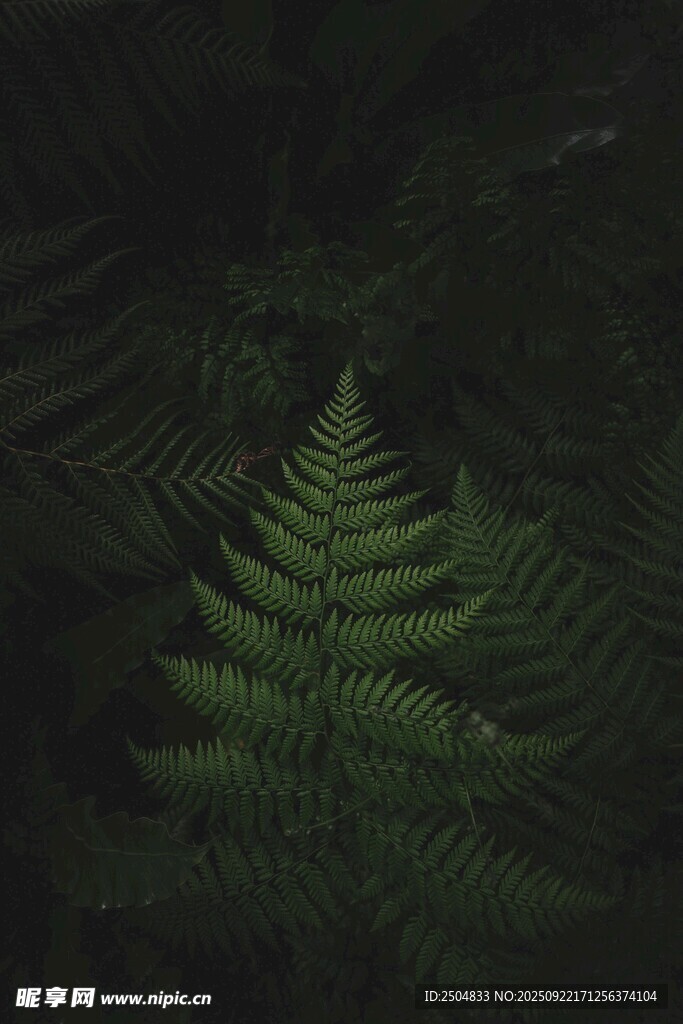 深林中的翠绿蕨类植物