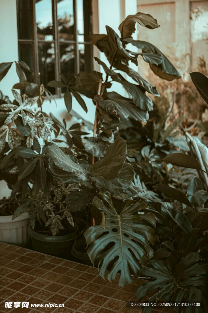 室内绿植景观 生机盎然