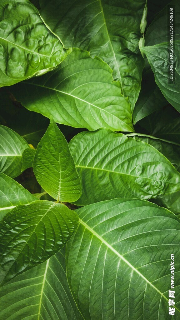 翠绿阔叶植物特写