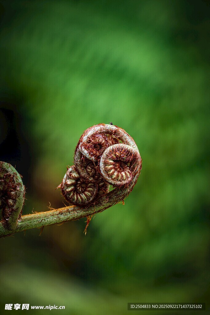 卷曲蕨类植物特写