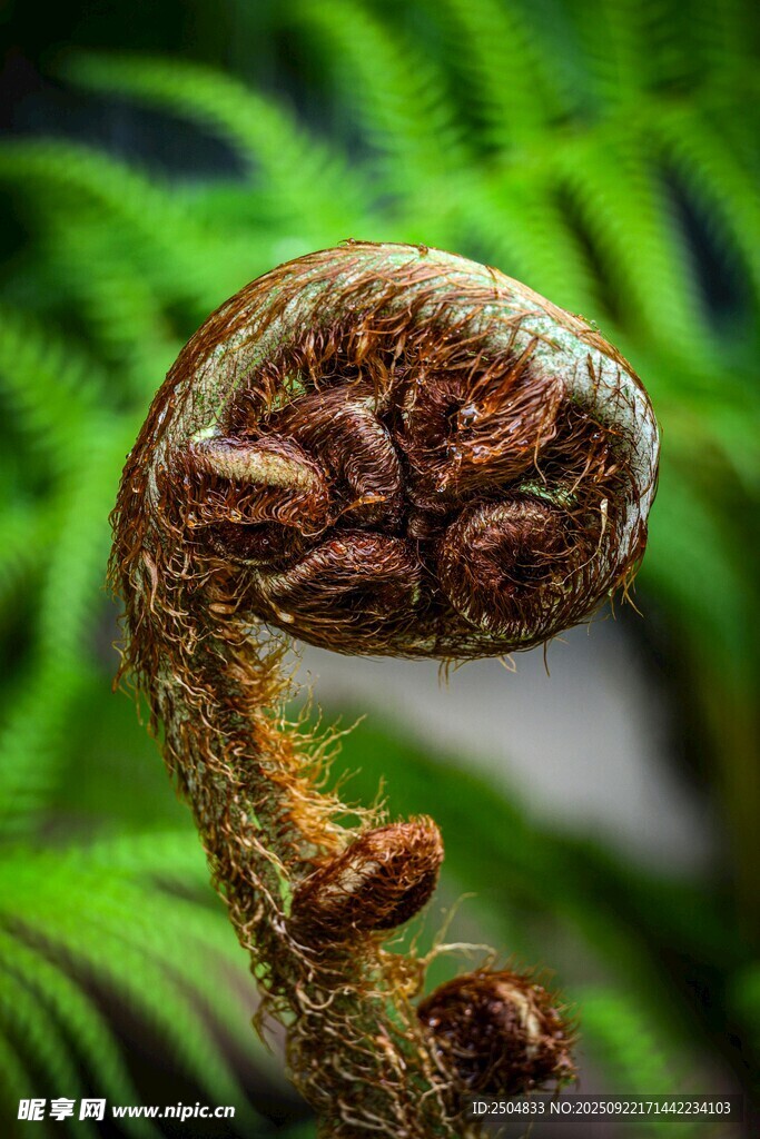 卷曲的蕨类植物嫩芽