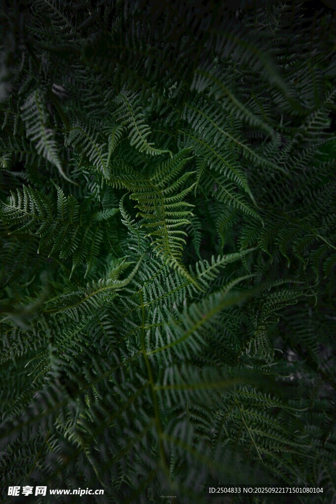 神秘丛林中的蕨类植物
