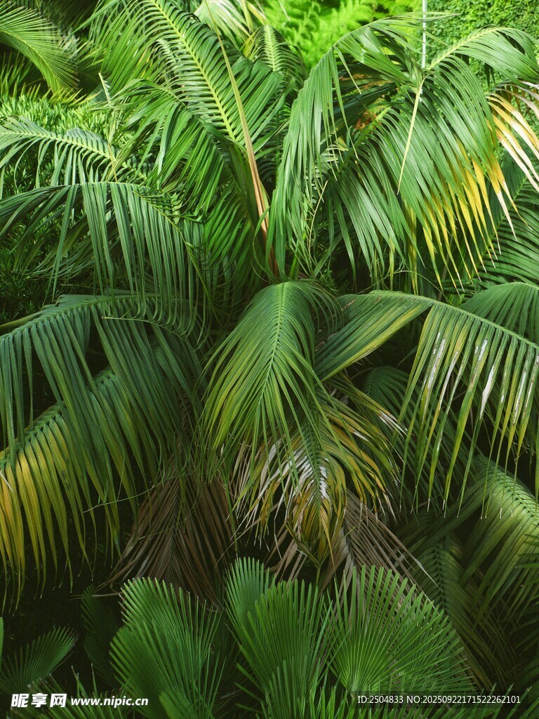 茂密翠绿的热带棕榈植物