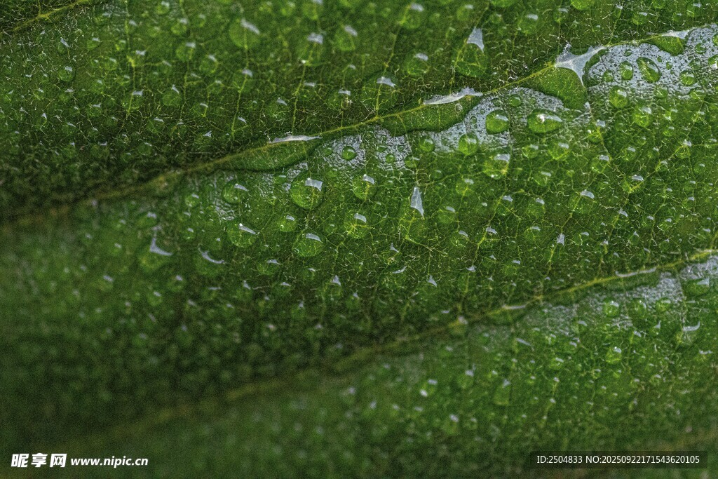 绿叶上晶莹的水珠