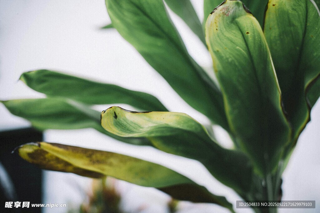 绿叶植物局部特写