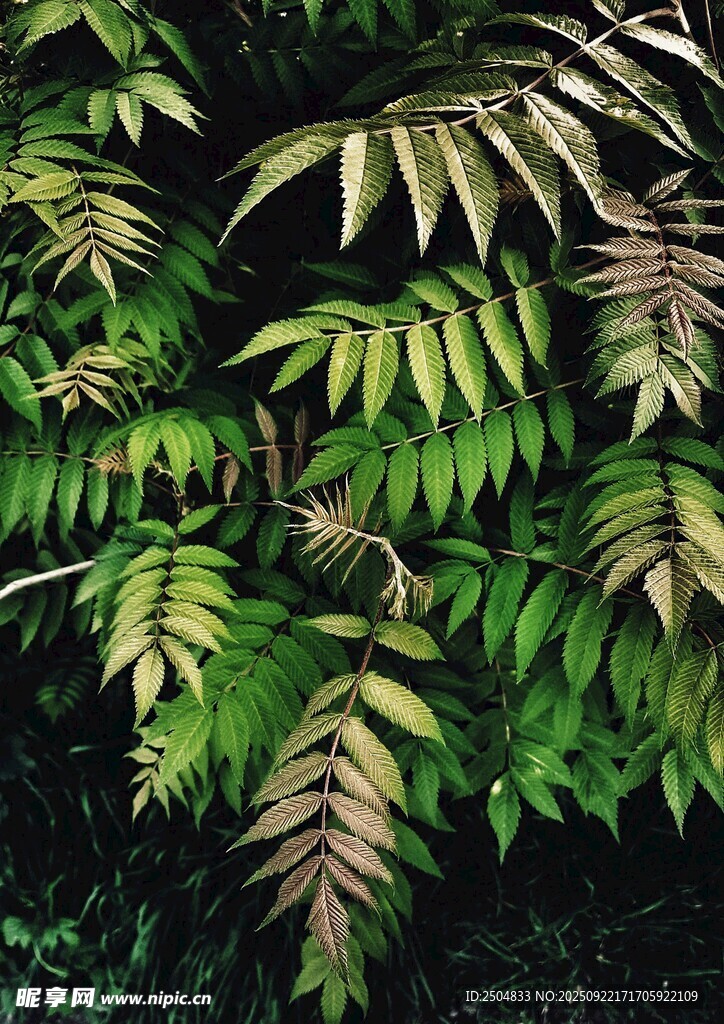 翠绿繁茂的羽状叶片植物