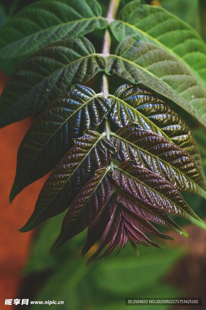 斑斓叶脉的独特植物叶片