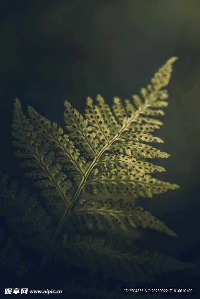 蕨类叶片的光影之美