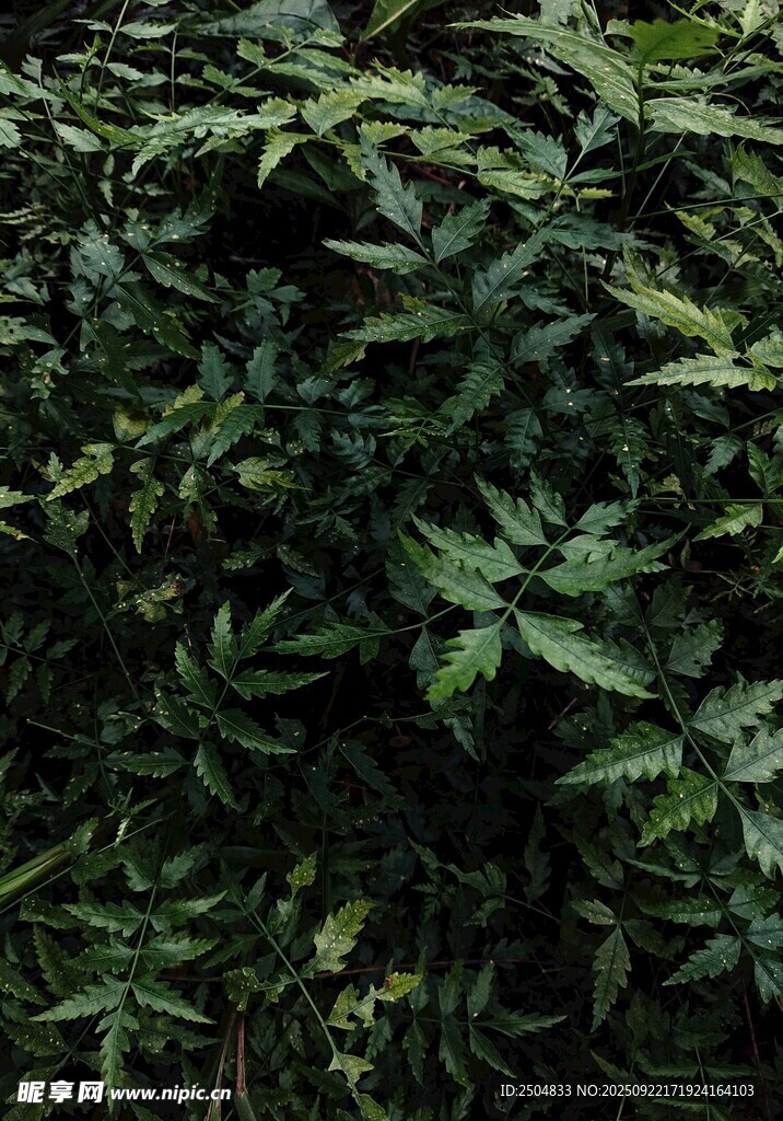 茂密绿植景观