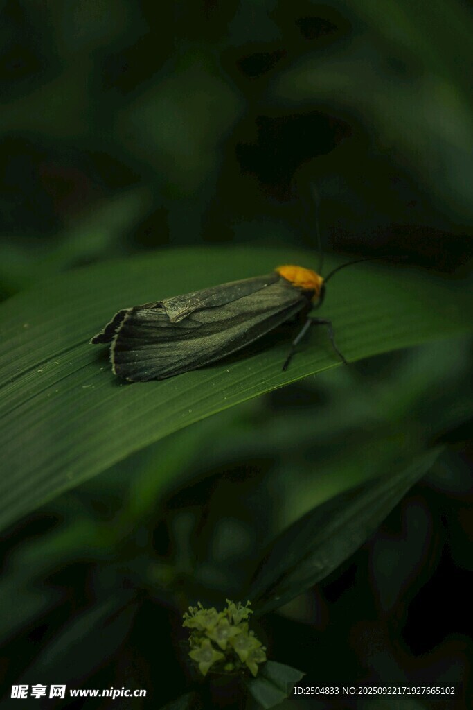 绿叶上的彩色昆虫