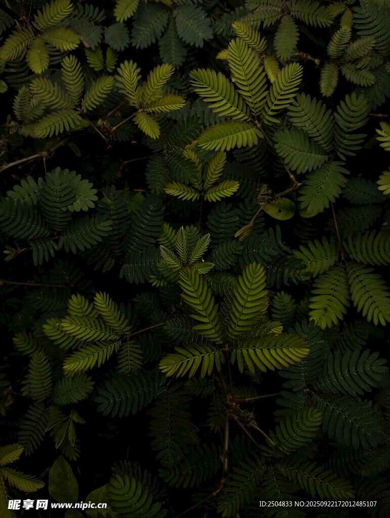 茂密翠绿的植物叶片